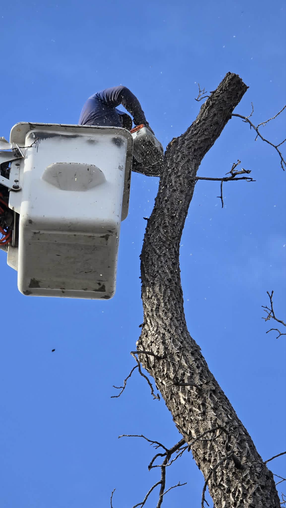 Tree worker cutting from a bucket truck during a removal job