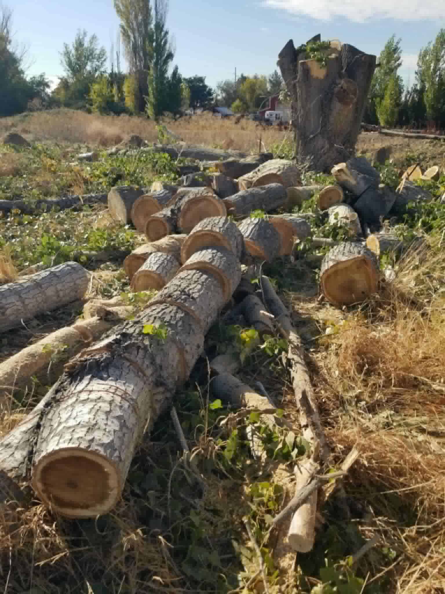 Cut logs and cleanup after a completed tree removal job