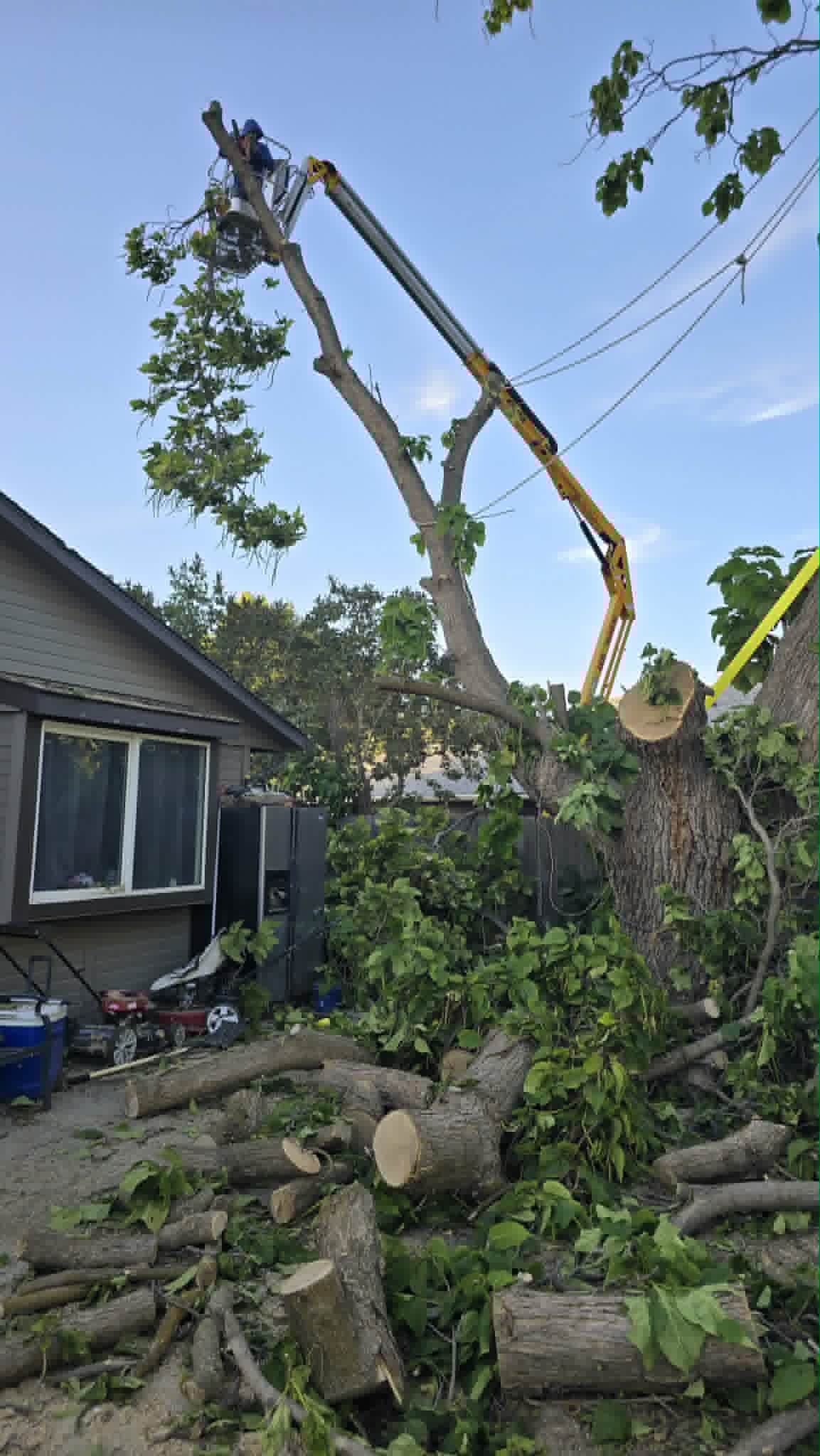 Tree removal in progress with cut sections in a residential yard